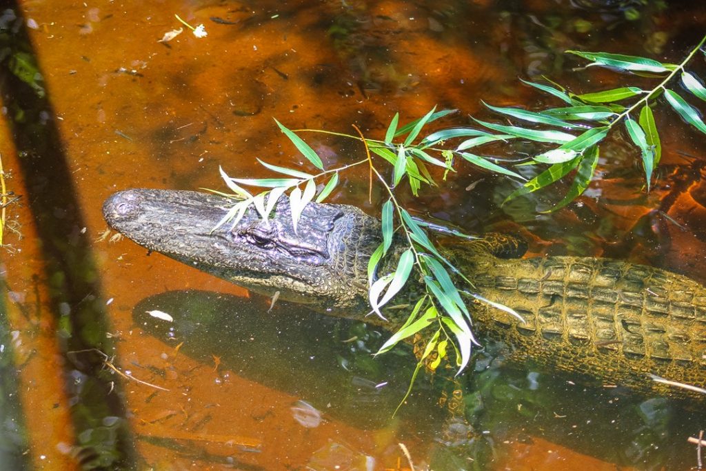 spot a gator when you kayak in New Orleans